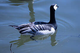 Barnacle Goose