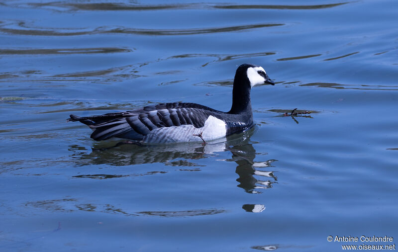 Barnacle Gooseadult, swimming