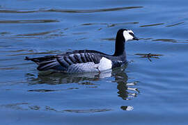 Barnacle Goose