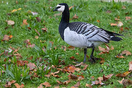 Barnacle Goose