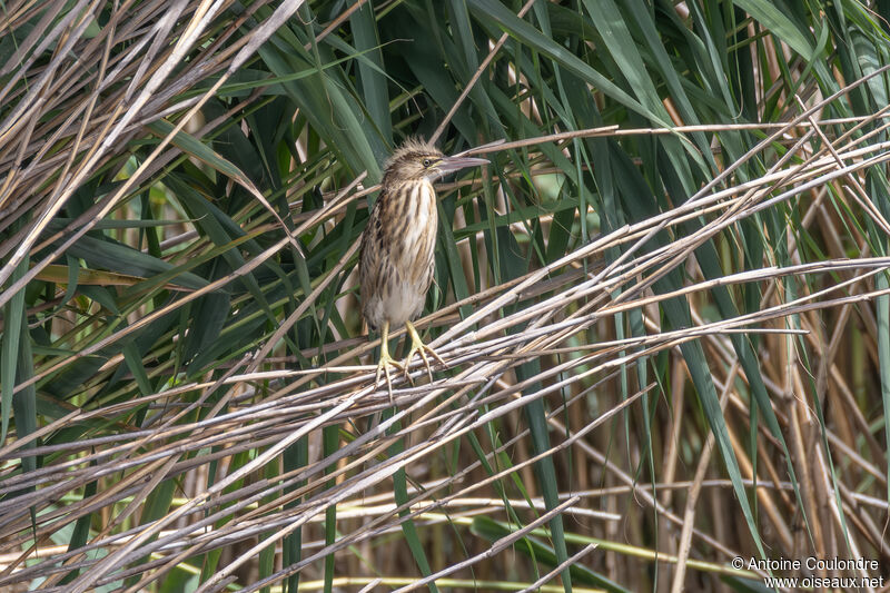 Little Bitternjuvenile