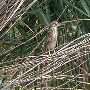 Little Bittern