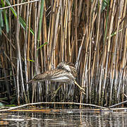 Little Bittern