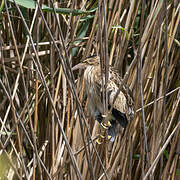 Little Bittern