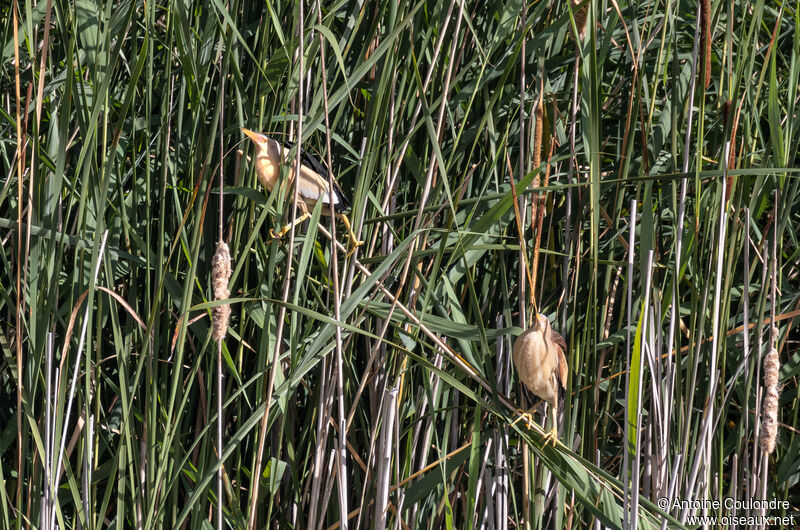 Little Bitternadult breeding