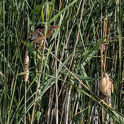 Little Bittern