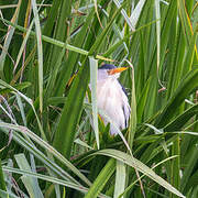 Little Bittern