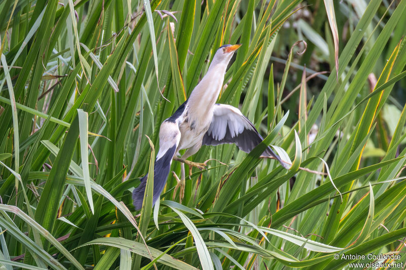 Little Bittern male adult breeding