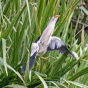 Little Bittern