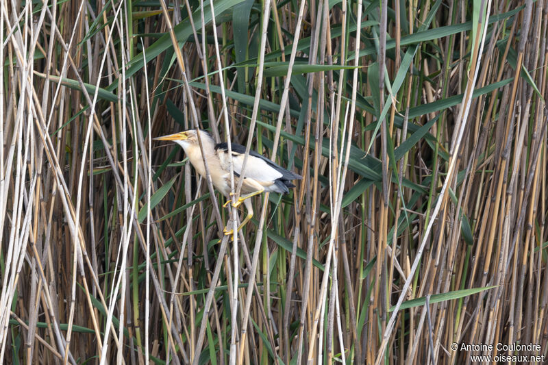 Little Bittern male adult breeding