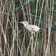 Little Bittern