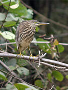 Little Bittern