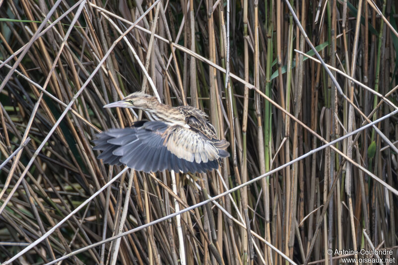 Little Bitternjuvenile, Flight