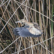 Little Bittern