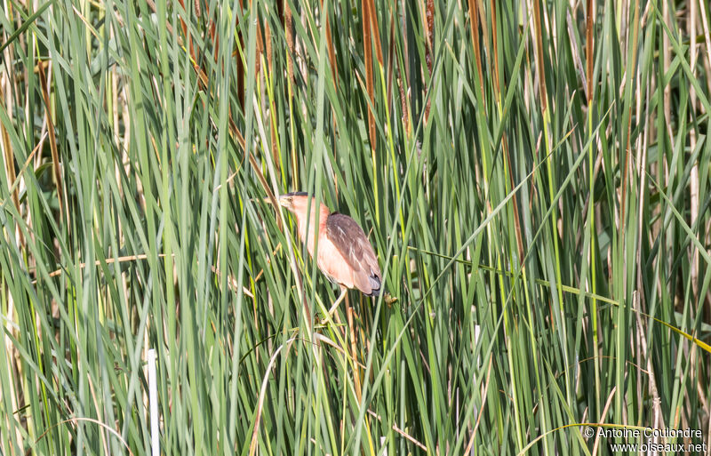 Little Bittern female adult breeding, Reproduction-nesting