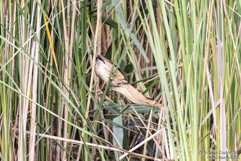 Little Bittern female adult breeding, Reproduction-nesting