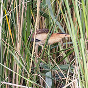 Little Bittern