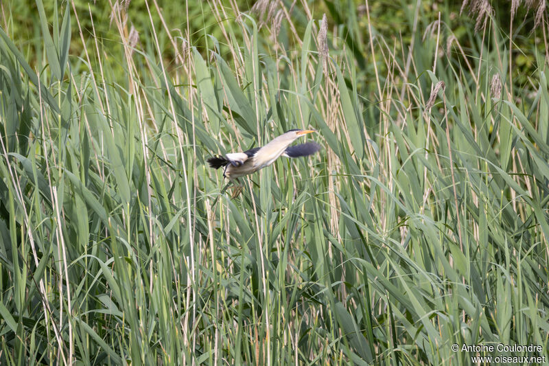 Little Bittern male adult breeding, Reproduction-nesting