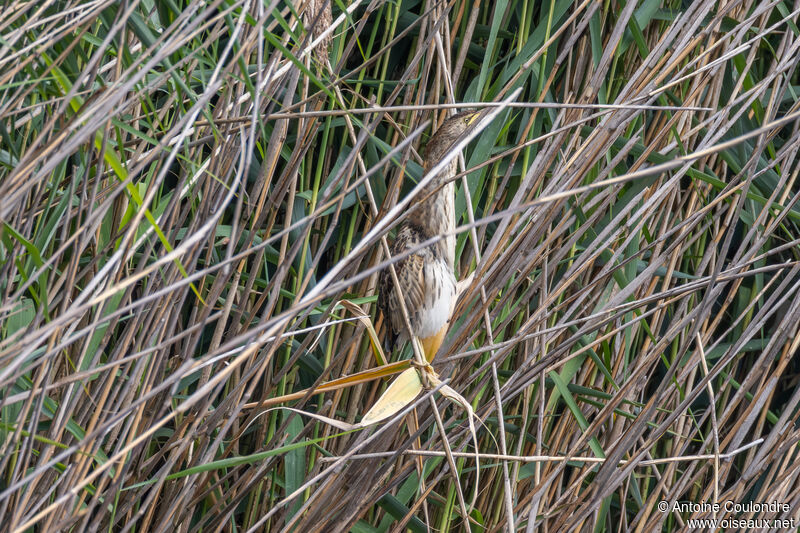 Little Bitternjuvenile