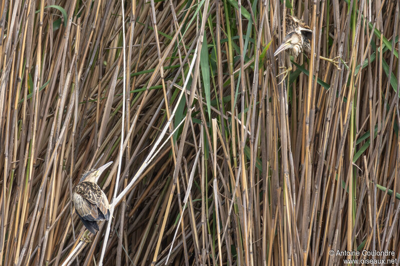 Little Bitternjuvenile