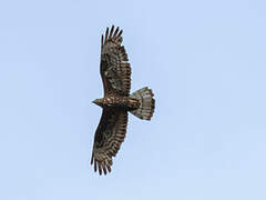 European Honey Buzzard