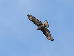 European Honey Buzzard