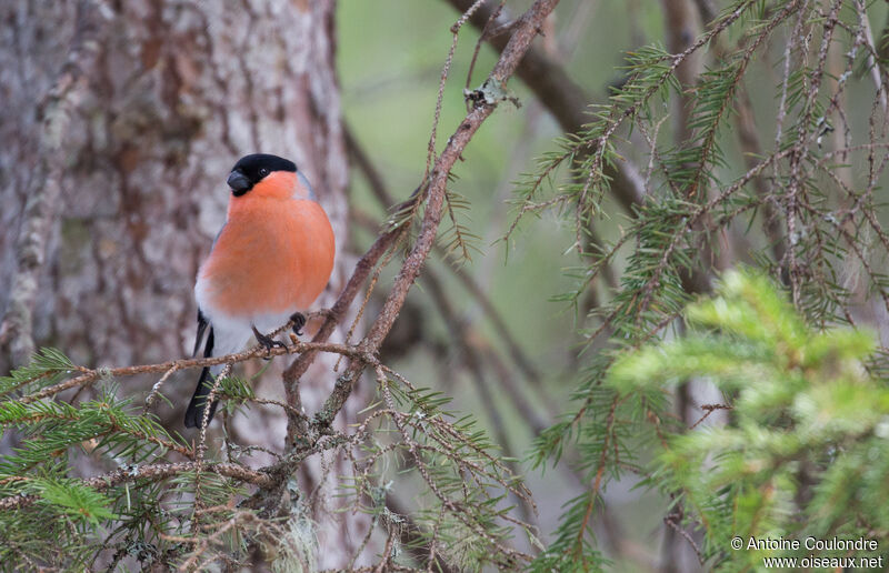 Eurasian Bullfinch male adult breeding