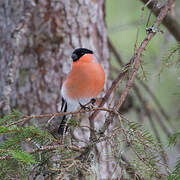 Eurasian Bullfinch