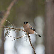 Eurasian Bullfinch