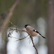 Eurasian Bullfinch