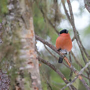 Eurasian Bullfinch