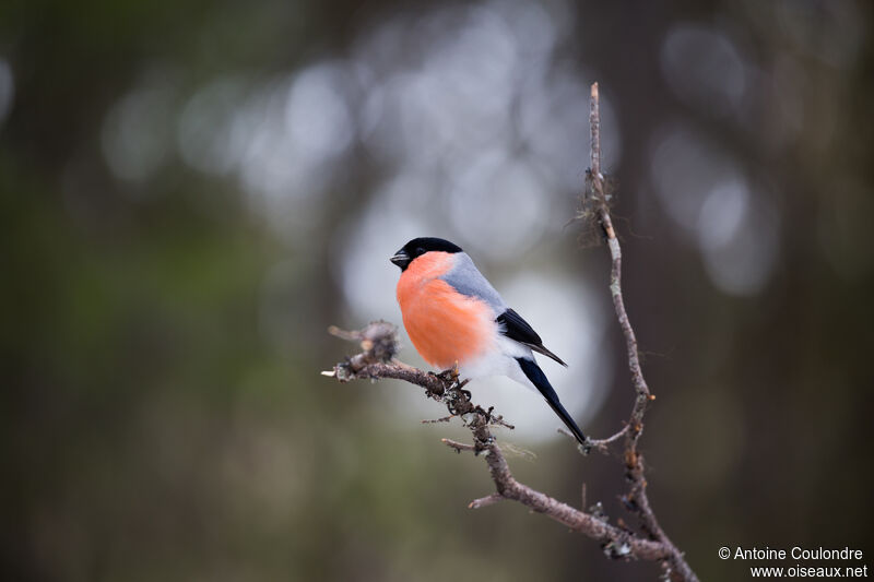 Eurasian Bullfinch male adult breeding