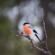 Eurasian Bullfinch