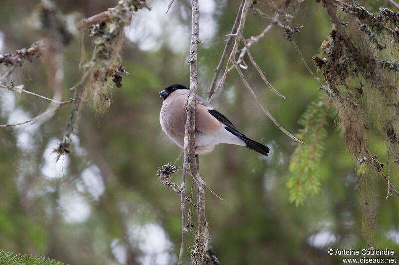 Eurasian Bullfinch female adult breeding