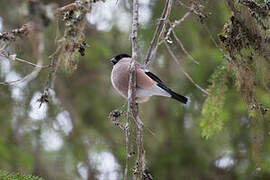 Eurasian Bullfinch