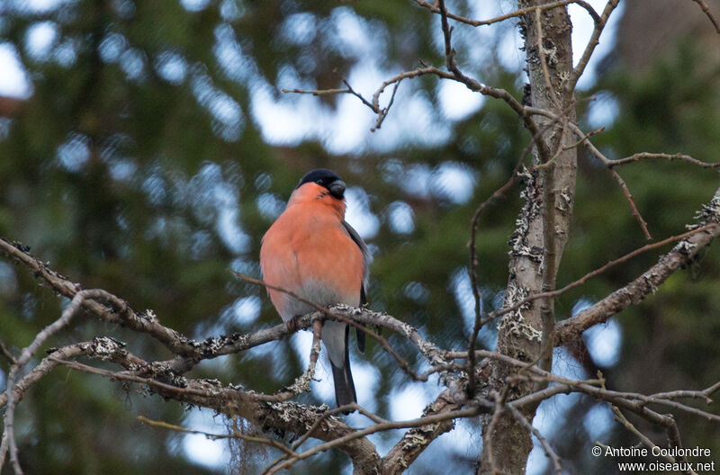 Eurasian Bullfinch male adult breeding