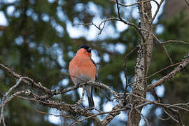 Eurasian Bullfinch