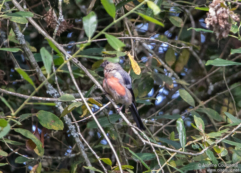 Eurasian Bullfinch male adult post breeding