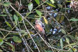 Eurasian Bullfinch