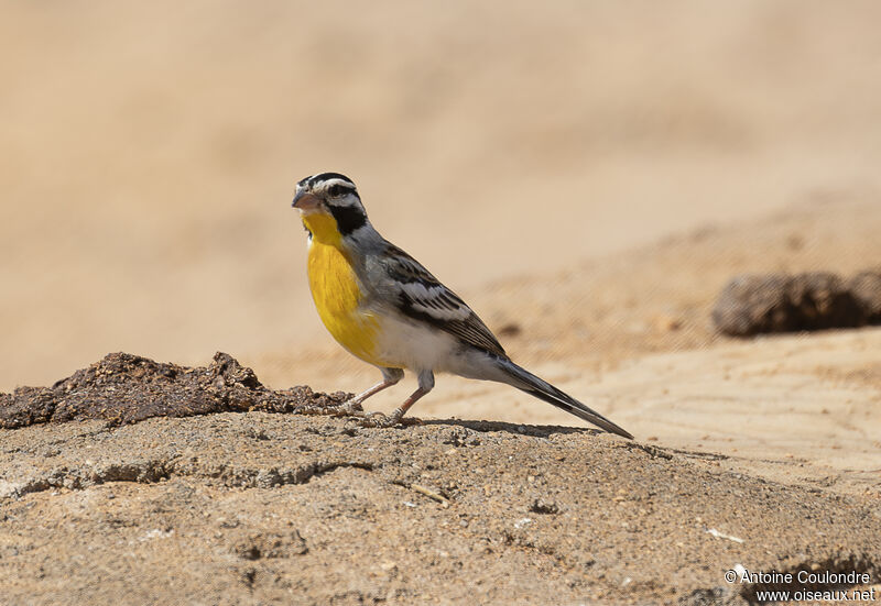 Golden-breasted Bunting male adult breeding