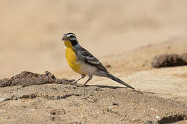 Golden-breasted Bunting