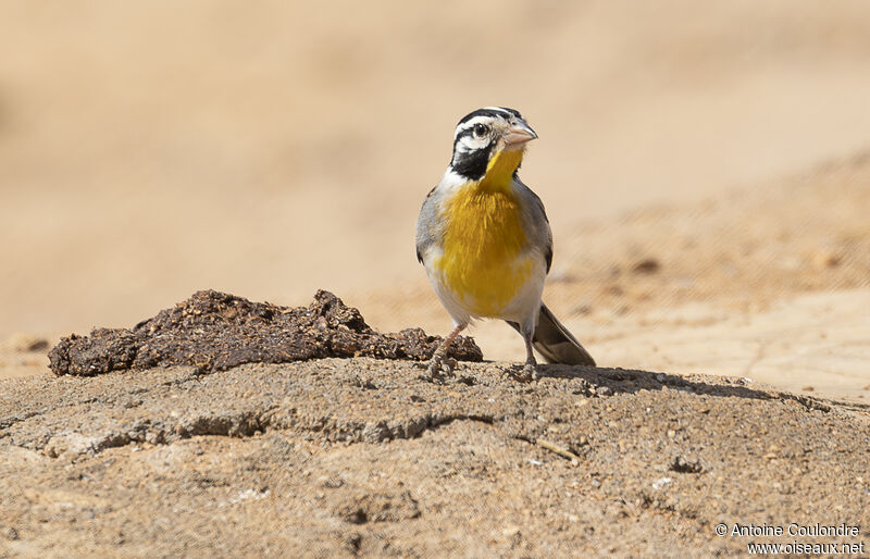 Golden-breasted Bunting male adult breeding