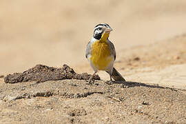 Golden-breasted Bunting