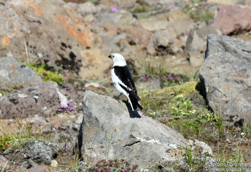 Snow Bunting male adult breeding