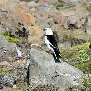 Snow Bunting