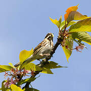 Common Reed Bunting