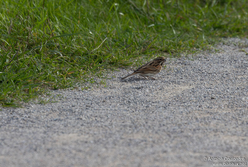 Common Reed Bunting female adult post breeding