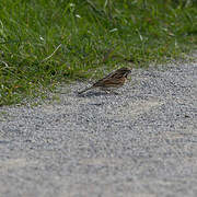 Common Reed Bunting