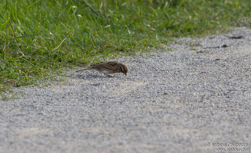 Common Reed Bunting female adult post breeding