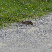 Common Reed Bunting